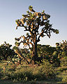 Yucca decipiens 2.jpg