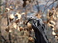 Fly on stump, Albury NSW.JPG