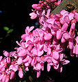 Cercis Siliquastrum blossom closeup.jpg