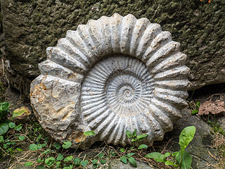 Ammonit-9133155-PS.jpg