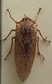 AustralianMuseum cicada specimen 12.JPG