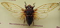 AustralianMuseum cicada specimen 31.JPG