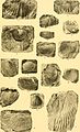 Contribution à la carte géologique de l'Indo-Chine. Paléontologie (1908) (20659197836).jpg