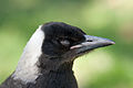 Australian Magpie nearly closed eyes.jpg