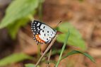 Lepidoptera 03397.jpg