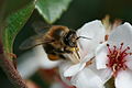 Apis mellifera in Sydney.jpg