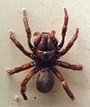 AustralianMuseum spider specimen 09.JPG