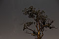 Eucalypt and millky way, Mount Majura Nature Reserve.jpg