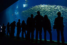 Interior Monterey Bay Aquarium by Cam Vilay.jpg