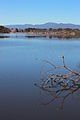 Lake Burley Griffin, view towards south west.JPG