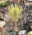 Aloe dichotoma.Asphodelaceae.jpg