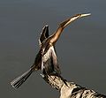 Anhinga novaehollandiae extended.jpg