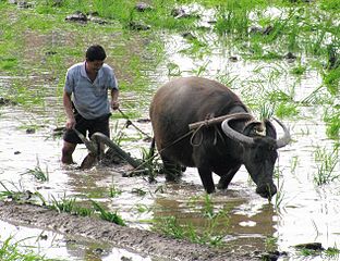 Plowing paddy field with a water buffalo.jpg