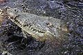 Crocodylus acutus 11.jpg