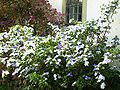 Brunfelsia uniflora 2007a.jpg