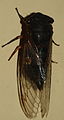 AustralianMuseum cicada specimen 54.JPG