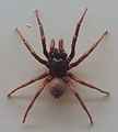 AustralianMuseum spider specimen 13.JPG