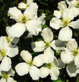 Clematis Montana.jpg