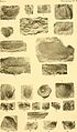 Contribution à la carte géologique de l'Indo-Chine. Paléontologie (1908) (20498683759).jpg
