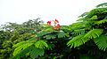 Gulmohar with flower in Delhi.jpg