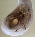 AustralianMuseum spider specimen 53.JPG
