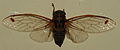 AustralianMuseum cicada specimen 60.JPG