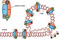 Shelterin-complex.jpg