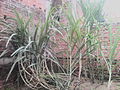Sugarcane plant.jpg