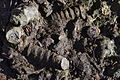 Фосили од морски полжави на семејството Nerinea.JPG