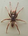 AustralianMuseum spider specimen 47.JPG