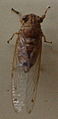 AustralianMuseum cicada specimen 40.JPG