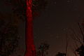Red light on gum with star trails.jpg