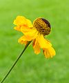 Bloeiwijze van Helenium 'El Dorado'. Locatie, Tuinreservaat Jonkervallei 02.jpg