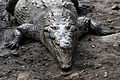 Crocodylus acutus 04.jpg