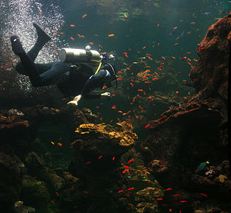 Diver is cleaning aquarium in California Academy of Sciences 1.jpg