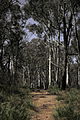 Aranda nature reserve, Canberra, in moonlight.JPG