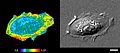 File:A-New-Genetically-Encoded-Single-Chain-Biosensor-for-Cdc42-Based-on-FRET-Useful-for-Live-Cell-pone.0096469.s008.ogv