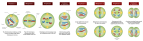 Meiosis Stages.svg