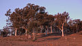 Majura Horse Trail, Canberra ACT.jpg