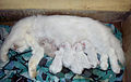 'Doll-Faced Persian Cat with her litter of 6 kittens' crop.jpg