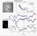 File:An-Image-Free-Opto-Mechanical-System-for-Creating-Virtual-Environments-and-Imaging-Neuronal-pone.0024666.s007.ogv