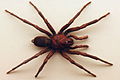 AustralianMuseum spider specimen 27.JPG