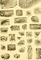 Contribution à la carte géologique de l'Indo-Chine. Paléontologie (1908) (20497477050).jpg