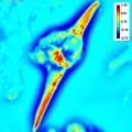 File:Cardiomyocyte-Imaging-Using-Real-Time-Spatial-Light-Interference-Microscopy-(SLIM)-pone.0056930.s001.ogv