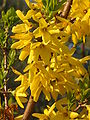 Forsythia2.JPG