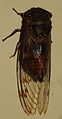 AustralianMuseum cicada specimen 55.JPG