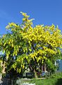 Laburnum anagyroides flowering.jpg