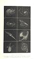 Image taken from page 645 of 'L'Espace céleste et la nature tropicale, description physique de l'univers ... préface de M. Babinet, dessins de Yan' Dargent' (11071608744).jpg