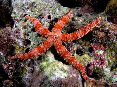 Starfish red komodo.jpg