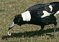 Australian Magpie Digging Grub.jpg